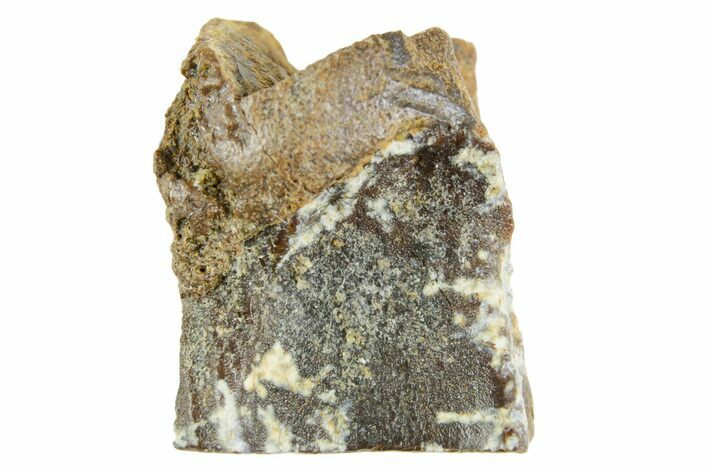 Fossil Triceratops Shed Tooth - Wyoming #364360